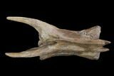 Tyrannosaurus Rex Caudal Vertebra - Montana #100892-4